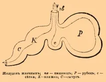 преживните преживните