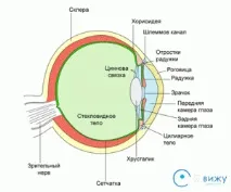 Зоровийнерв будова, функції, захворювання, симптоми, діагностика будова