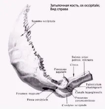 компетентно