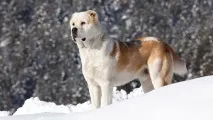 алабай снимка