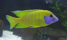Аулонокара Бенша зміст, фото, відео зміст