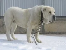образование характер