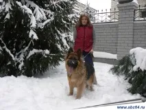 препуциума