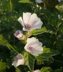 officinalis marshmallow
