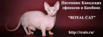 Анатомія та фізіологія кішки - Ветеринарія - Каталог статей - Сфінкс Альянс - Форум (САФ) ветеринарія