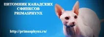 Анатомія та фізіологія кішки - Ветеринарія - Каталог статей - Сфінкс Альянс - Форум (САФ) каталог