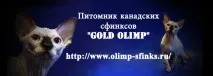 Анатомія та фізіологія кішки - Ветеринарія - Каталог статей - Сфінкс Альянс - Форум (САФ) фізіологія