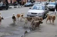 Бездомні сесьстройські собаки рвуть кішок і лякають городян сесьстройські