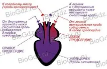 35. Клас Земноводні, або Амфібії. амфібії