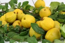 отглеждане chaenomeles