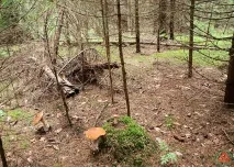 смърчова смърчова