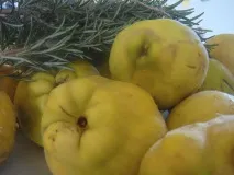Айва садова - розмноження, хвороби, посадка та догляд розмноження