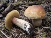 Boletus edulis boletus