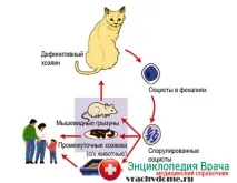 Вагітність після занесення міхура причини та лікування патології вагітність
