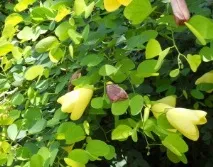 Баухінія або орхідейне дерево. орхідейне