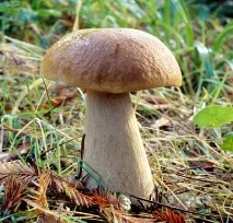 edulis boletus