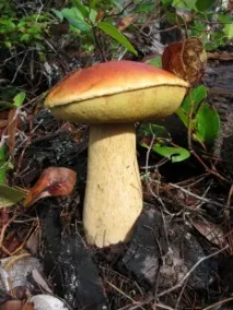 бяла edulis