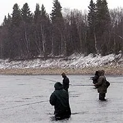 ВАРЗУГА. Кримінальний лосось. близько