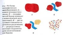 видоутворення