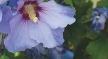 Різні чудові трав янисті