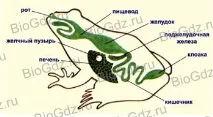 35. Клас Земноводні, або Амфібії. клас