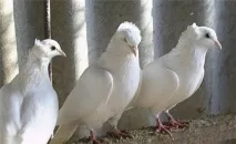 голуби