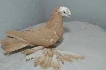 бійні