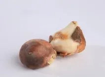 тюльпанів