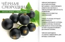 Смородина – ягода здоров’я ягода