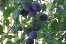 сортове сливни