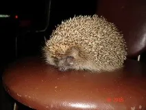 їжак
