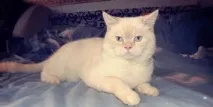 късокосместа британска