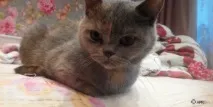 котка късокосместа