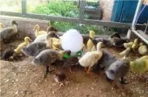 храним патета