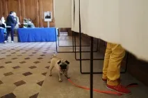 собаки