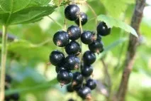 касис какво