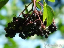 градината аптечка
