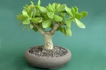 Crassula дома Дебелата жена