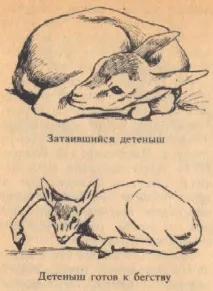 газела мечета