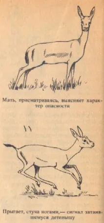 газела газела