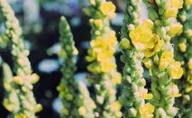 Домашні засоби від бронхіту, Методи лікування захворювань домашні