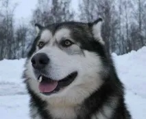 способности други