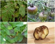 ефективни картофи