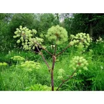 Дягіль лікарський, ангеліка, дудник день