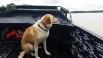 вързано стълб