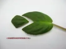 прозореца възпроизвеждане