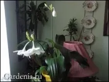 това растение лилия