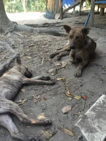 Фукуокський ріджбек ріджбек