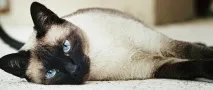 Ще трохи про інфекційні хвороби сіамів сіамів
