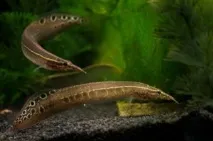Глазчастий макрогнатус незвичайний вугор вакваріумі глазчастий